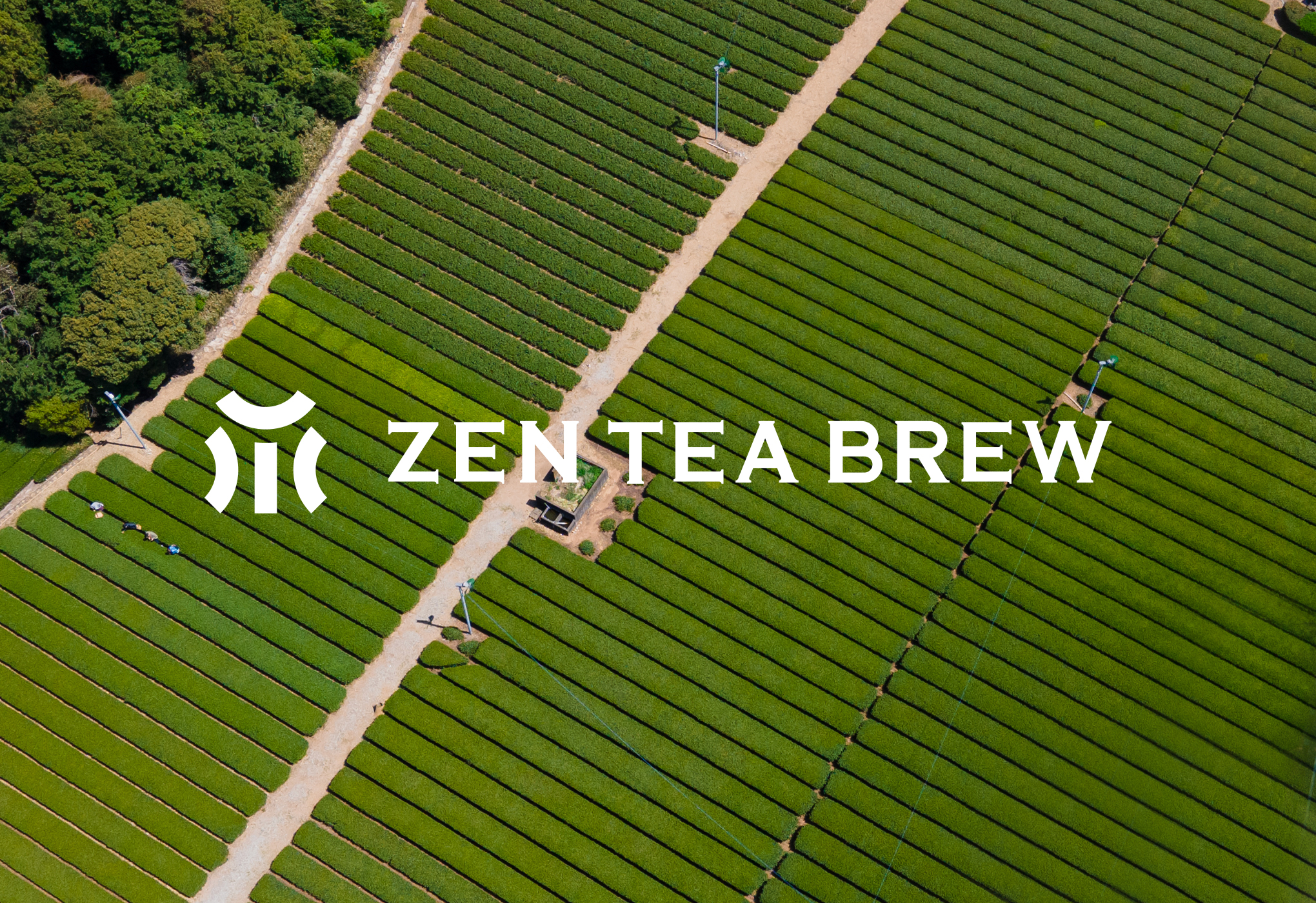 ZEN TEA BREW